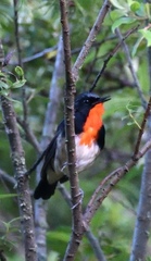 Calliope pectardens