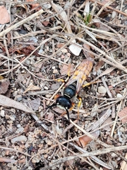 Philanthus triangulum