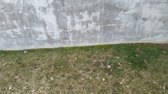 Funaria hygrometrica