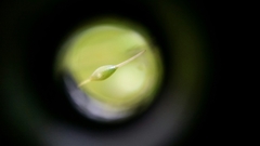 Funaria hygrometrica