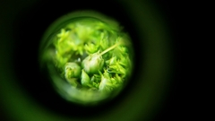 Funaria hygrometrica