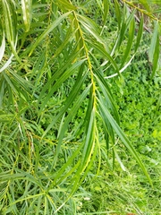 Salix viminalis