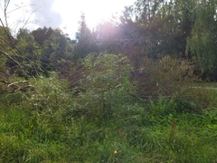 Salix viminalis