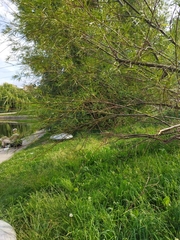 Salix viminalis