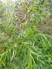 Salix viminalis