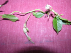 Ceropegia candelabrum biflora