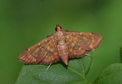 Ischnurges gratiosalis