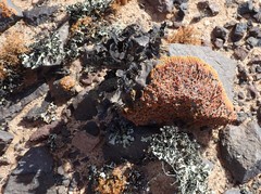 Xanthoparmelia hottentotta