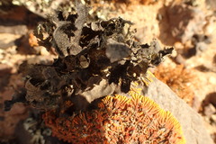 Xanthoparmelia hottentotta
