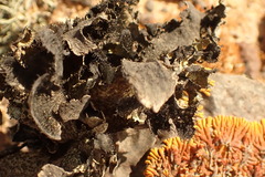 Xanthoparmelia hottentotta