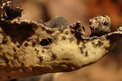 Xanthoparmelia hottentotta