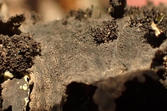 Xanthoparmelia hottentotta