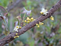 Erythroxylum suberosum