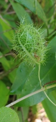 Image of Passiflora ciliata