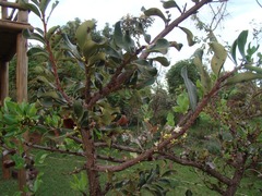 Erythroxylum suberosum
