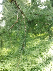 Larix decidua