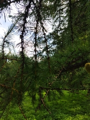 Larix decidua