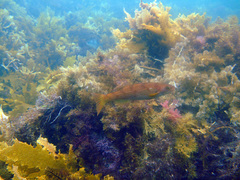 Olisthops cyanomelas