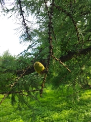 Larix decidua