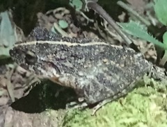 Craugastor laevissimus