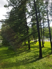 Larix decidua