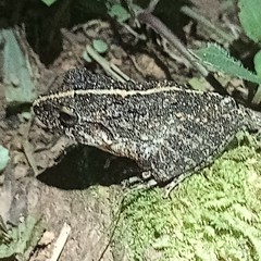 Craugastor laevissimus