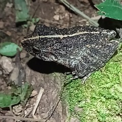 Craugastor laevissimus