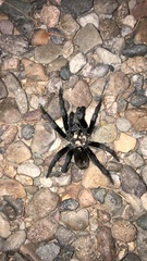 Aphonopelma gabeli