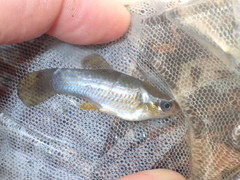 Poecilia mexicana