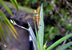 Trithemis aurora