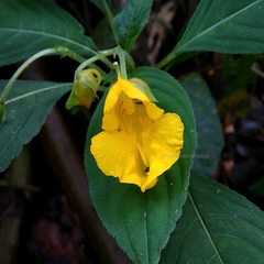 Impatiens pyrrhotricha