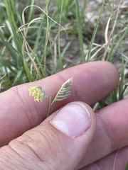 Bouteloua dactyloides