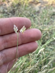Bouteloua dactyloides