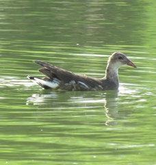 Gallinula chloropus