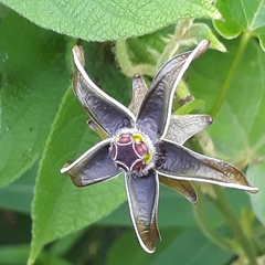 Gonolobus stenanthus