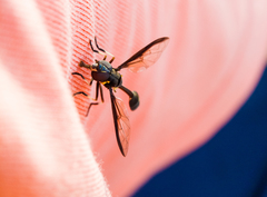 Salpingogaster nigra