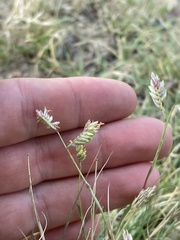 Bouteloua dactyloides