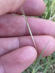 Bouteloua dactyloides