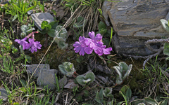 Primula integrifolia