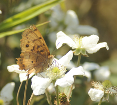 Catacroptera cloanthe