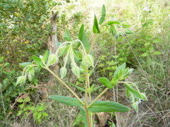 Trichodesma zeylanicum