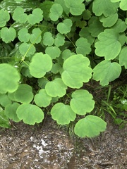 Thalictrum thalictroides