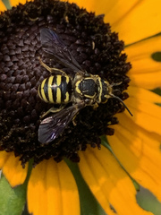 Paranthidium jugatorium
