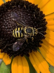 Paranthidium jugatorium