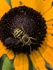 Paranthidium jugatorium