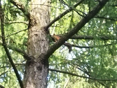 Sciurus vulgaris