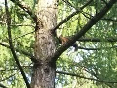 Sciurus vulgaris