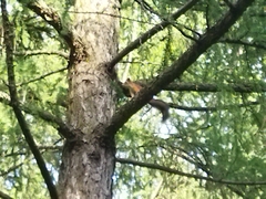 Sciurus vulgaris