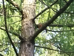 Sciurus vulgaris
