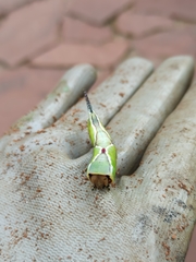 Cerura